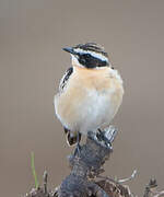 Whinchat