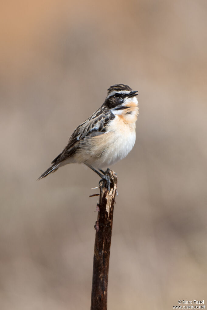 Whinchat male adult breeding, identification