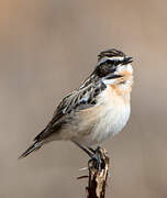 Whinchat