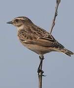 Whinchat