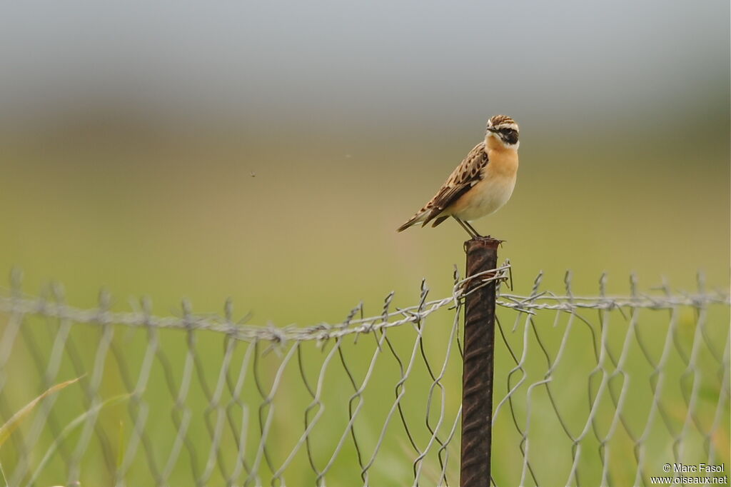 Whinchat male adult breeding, identification