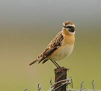 Whinchat