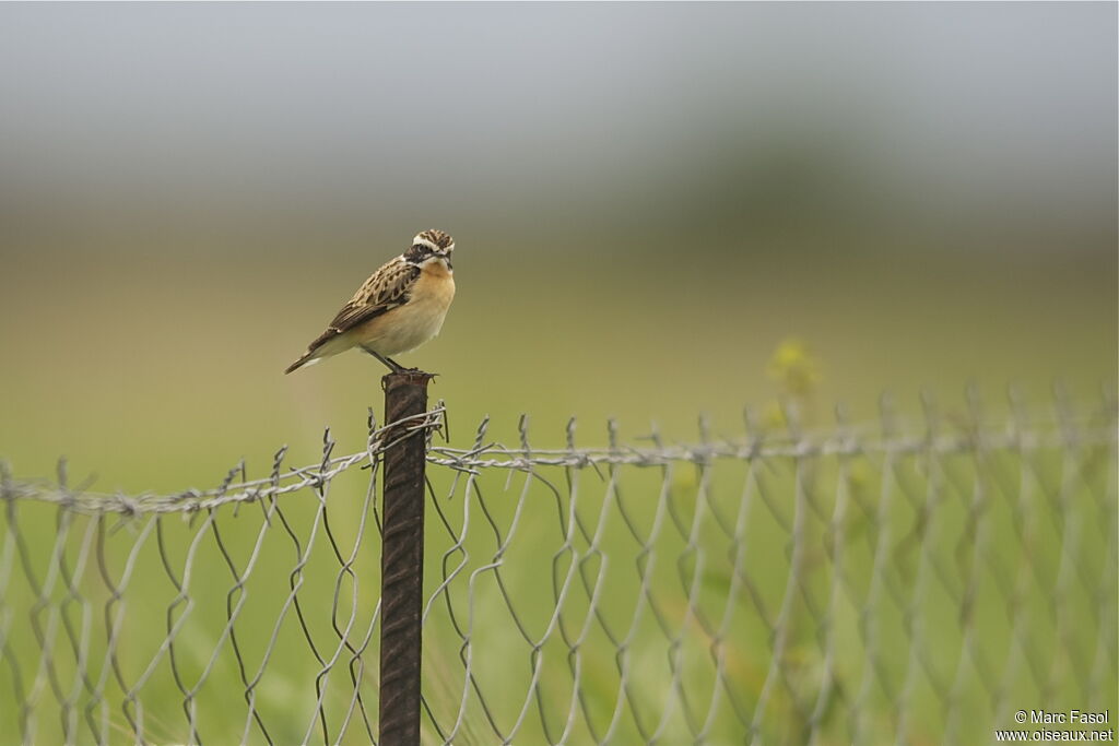 Whinchat male adult breeding, identification