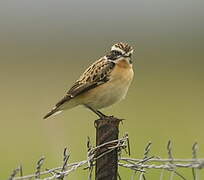 Whinchat