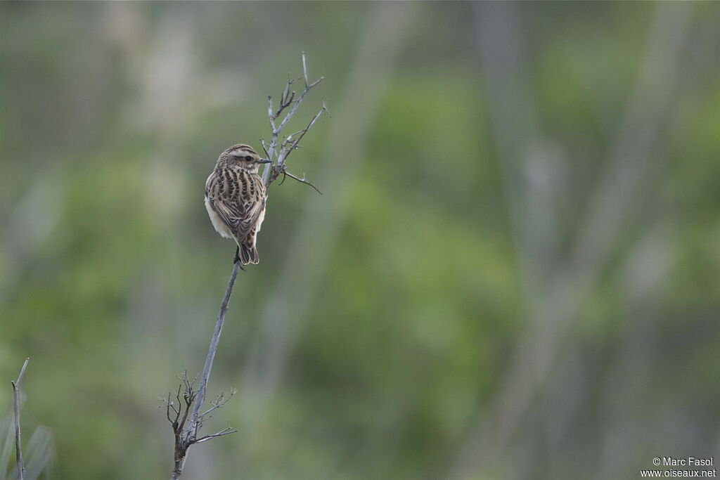 Whinchat female adult breeding, identification