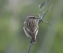 Whinchat