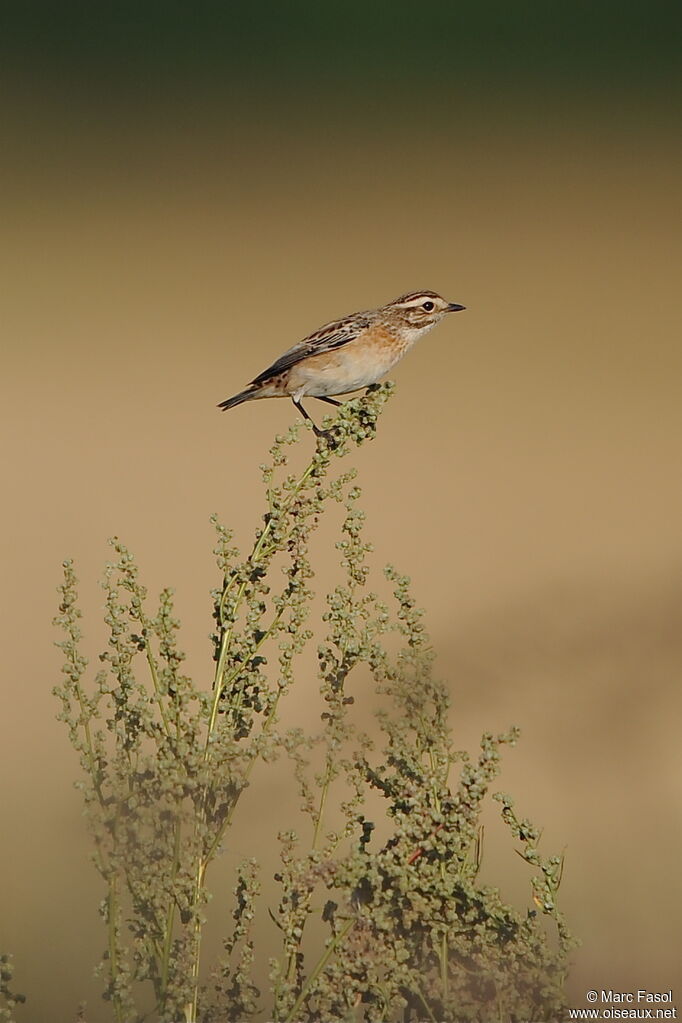 Tarier des présadulte, identification