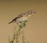 Whinchat