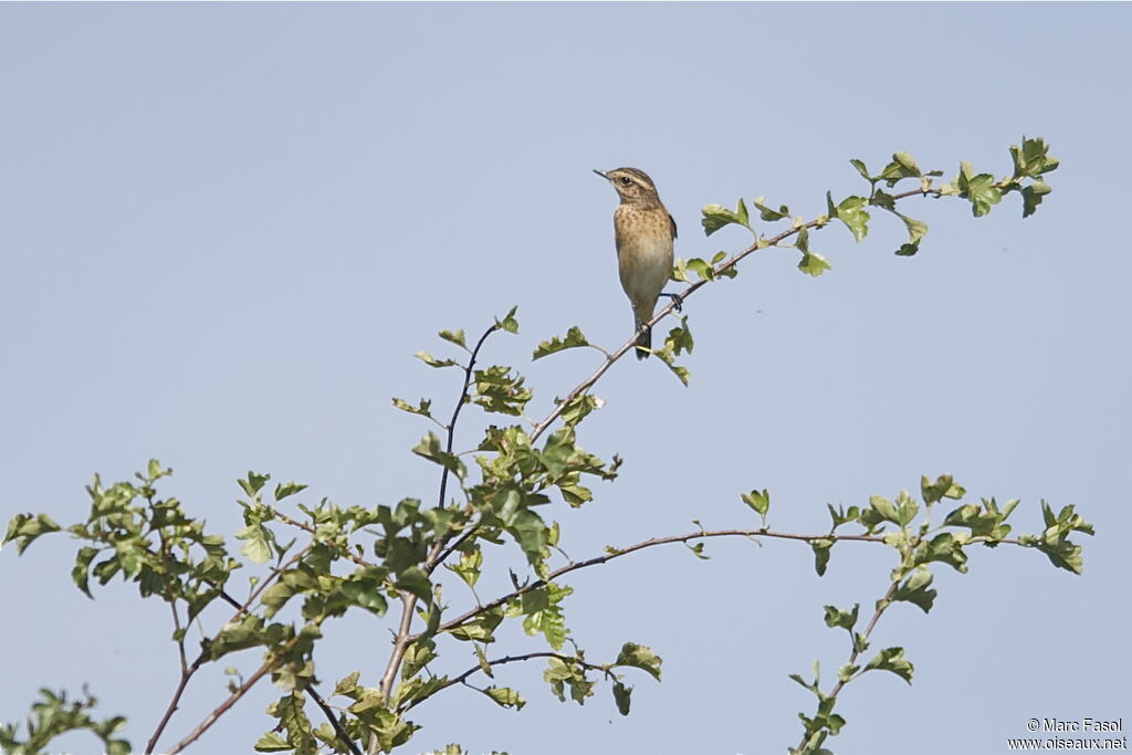 Tarier des présjuvénile, identification