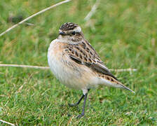 Whinchat