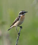 Whinchat