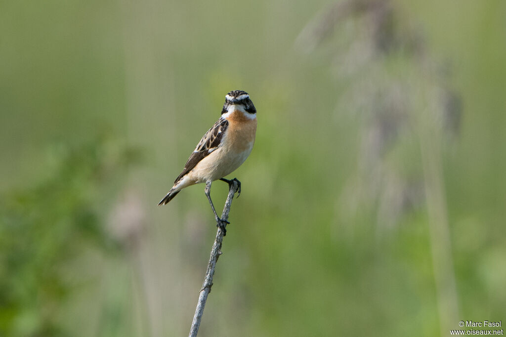 Whinchat male adult breeding, identification