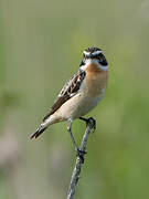 Whinchat