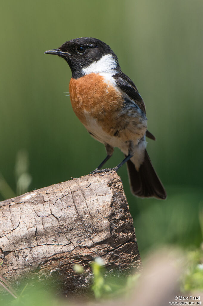 European Stonechat male adult breeding, identification