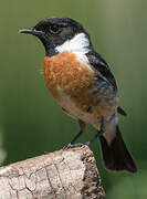 European Stonechat