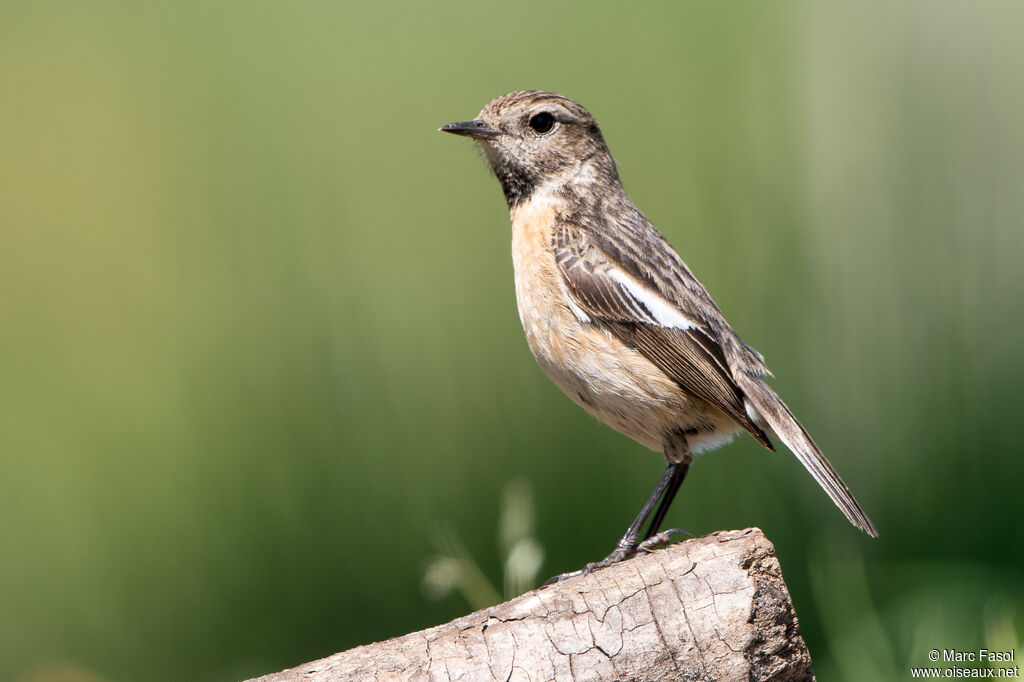 European Stonechat female adult breeding, identification