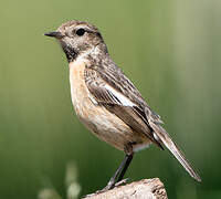 European Stonechat