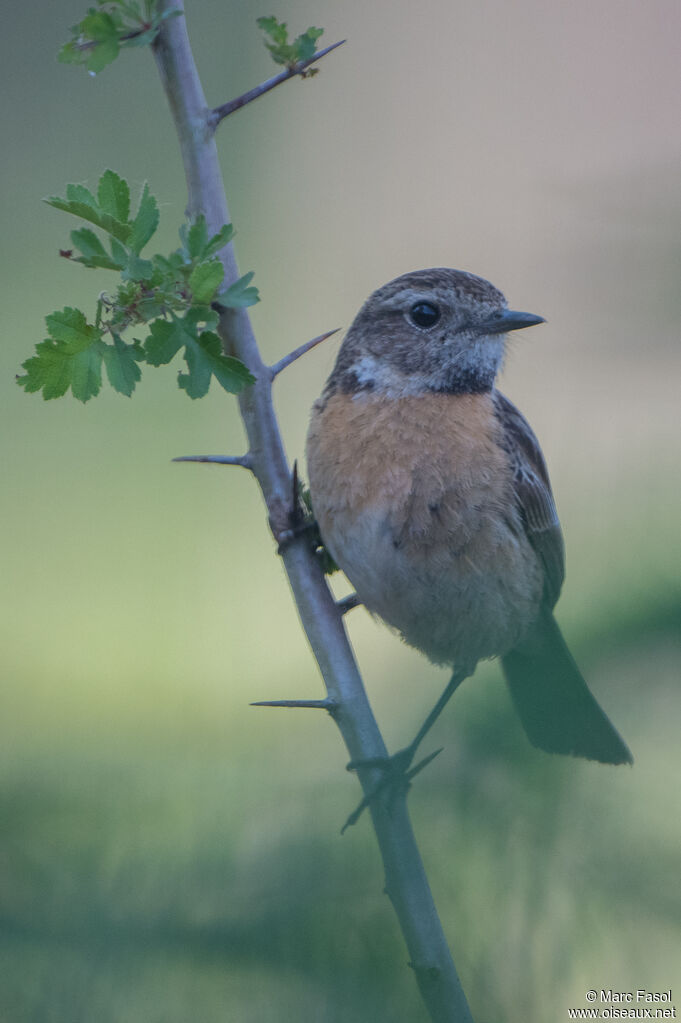 European Stonechat female adult breeding, identification