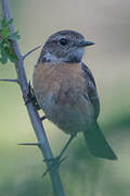 European Stonechat