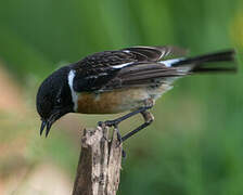 European Stonechat