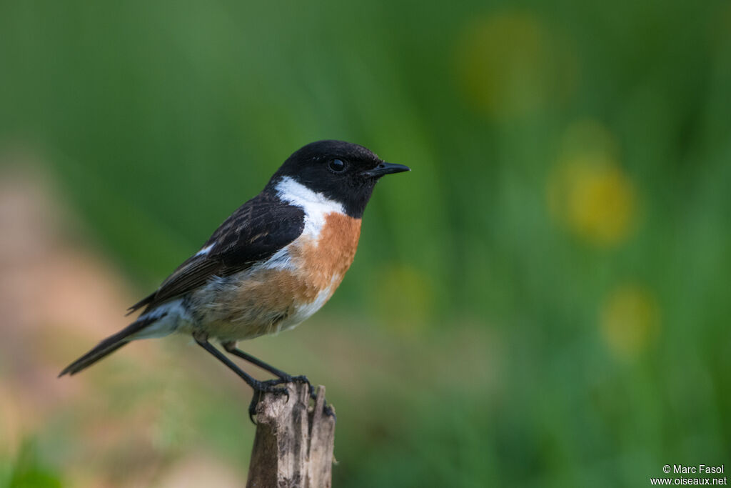 European Stonechatadult breeding, identification