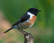 European Stonechat