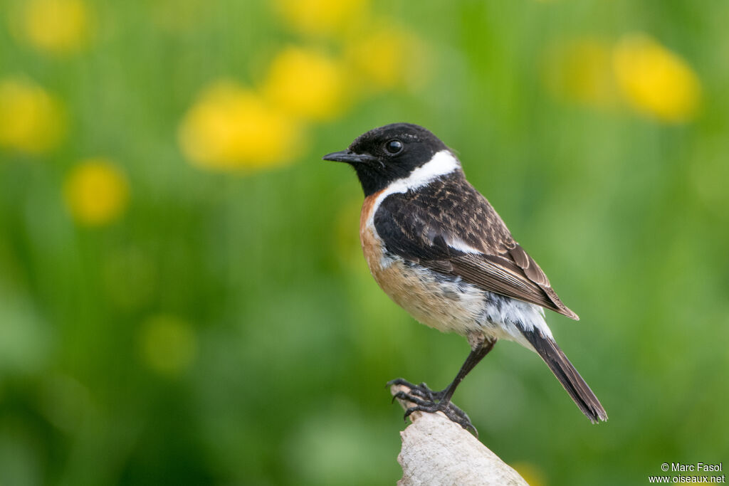 European Stonechat male adult