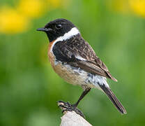 European Stonechat