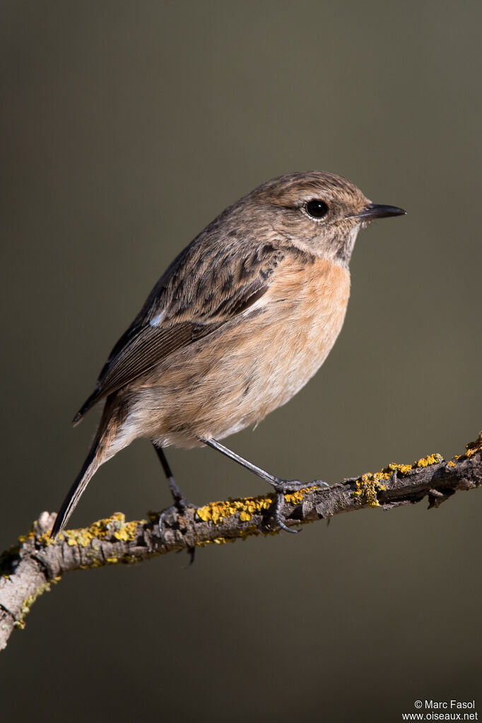 European Stonechat female adult, identification