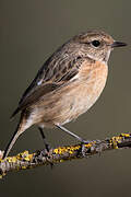 European Stonechat