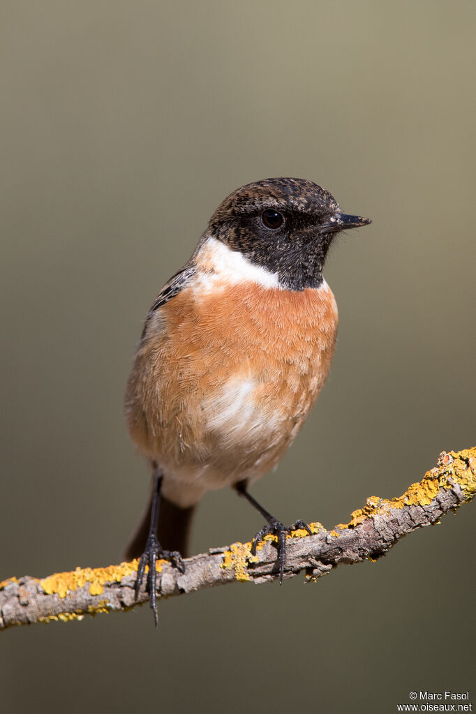 European Stonechat male adult, identification