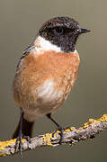 European Stonechat