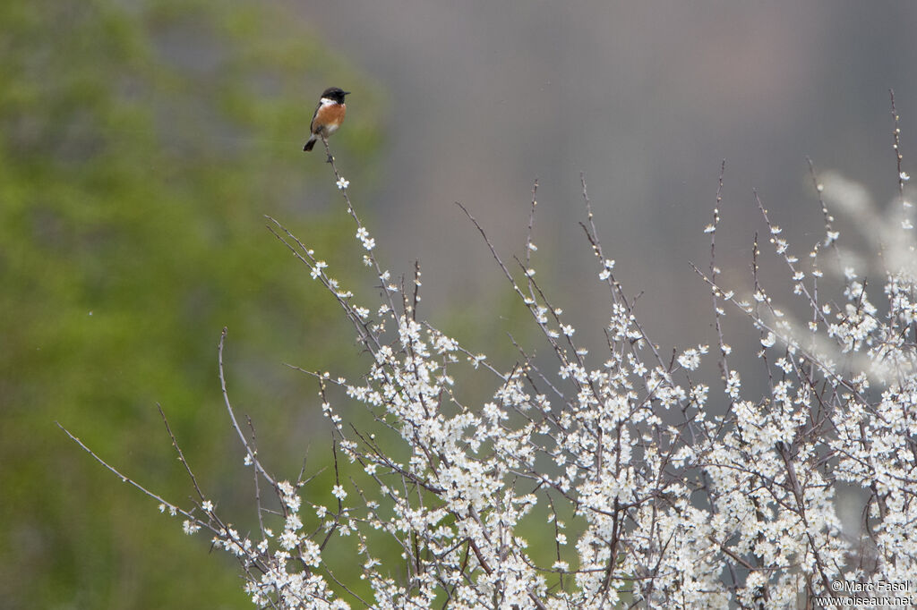 European Stonechat male adult breeding, identification