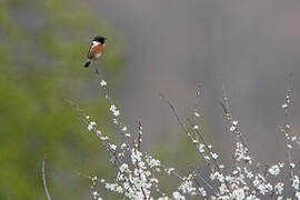 European Stonechat