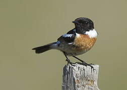 European Stonechat