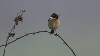 European Stonechat