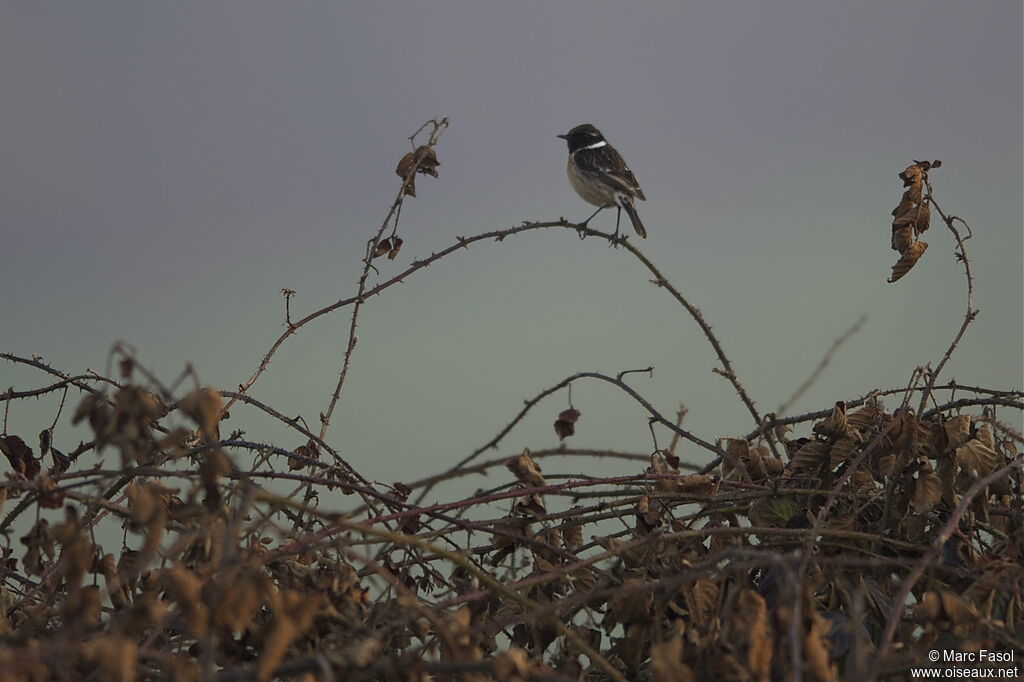 European Stonechat male, identification, Behaviour