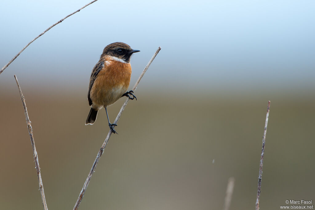 European Stonechatadult post breeding, identification