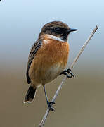 European Stonechat