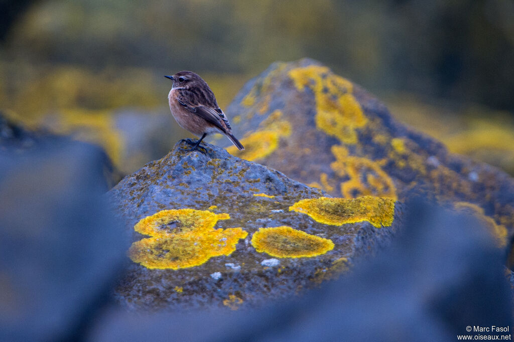 European Stonechat female