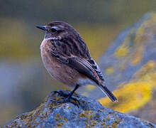 European Stonechat