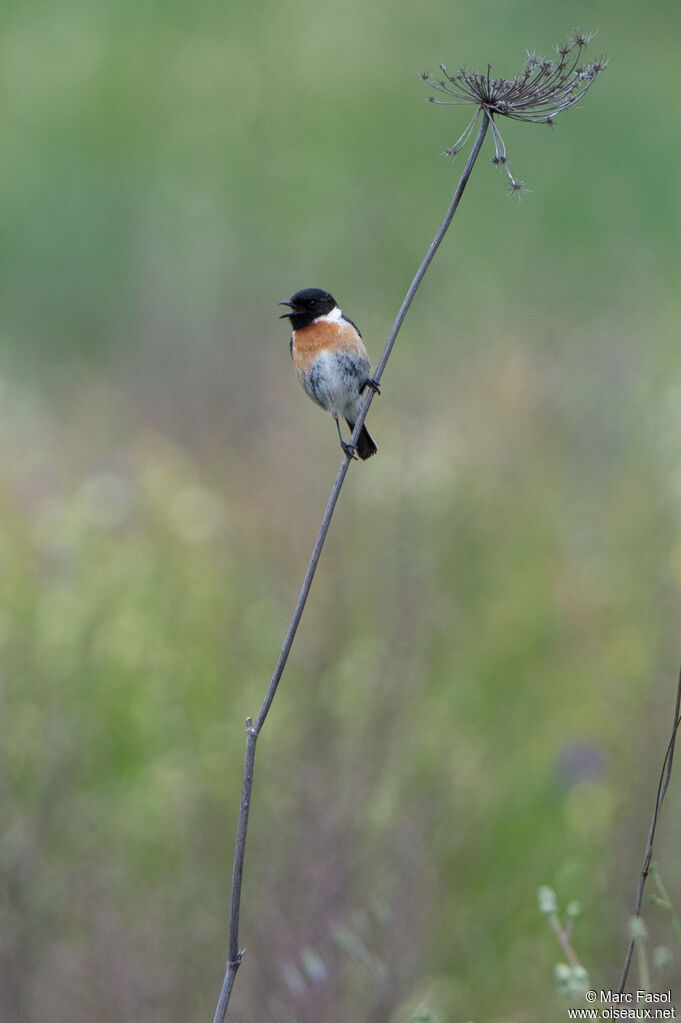 European Stonechat male adult, song