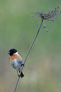 European Stonechat