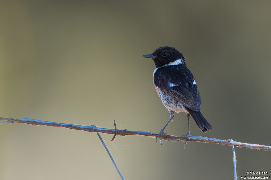 European Stonechat male adult, identification