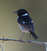 European Stonechat