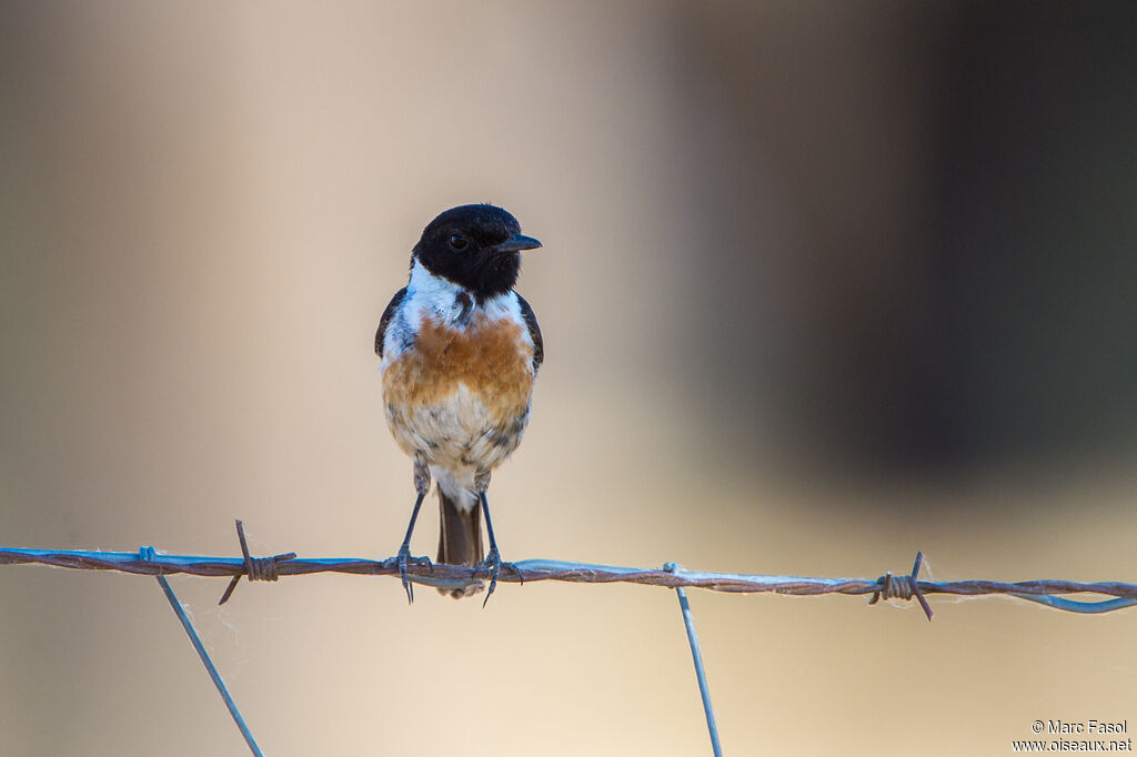 European Stonechat male adult breeding, identification