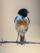 European Stonechat