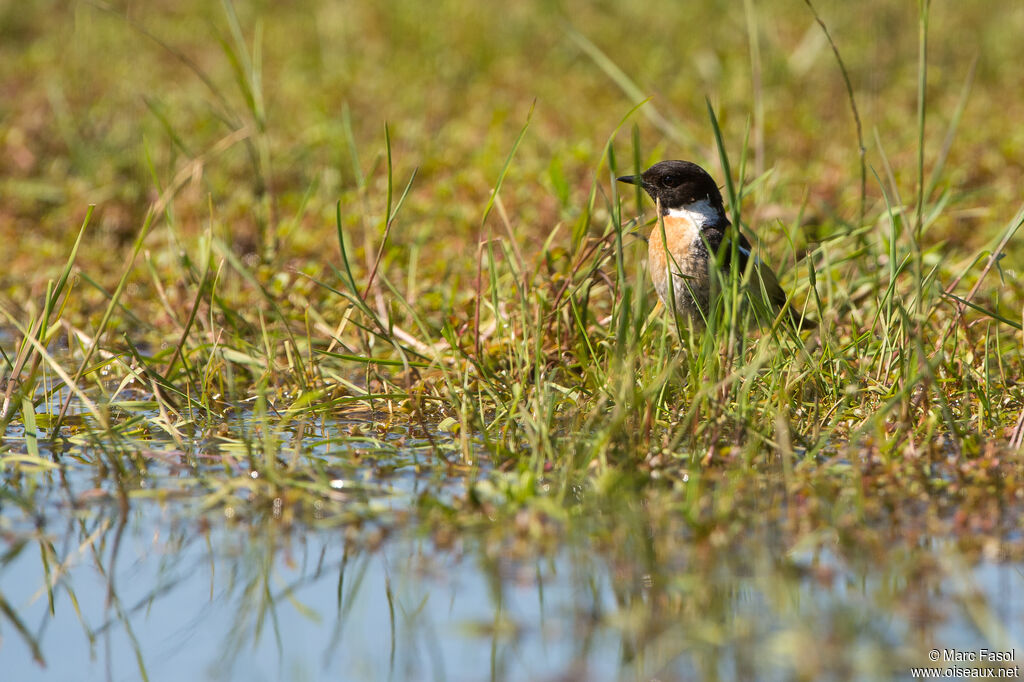 European Stonechat male adult, identification