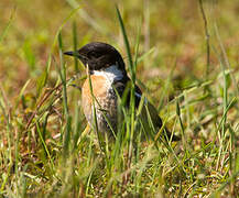 European Stonechat