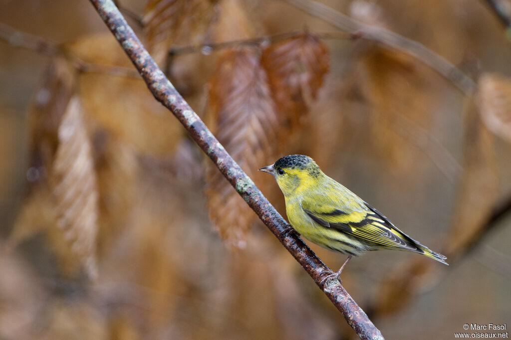 Eurasian Siskin male adult, identification